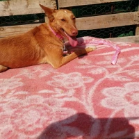 Adopta a Aloia