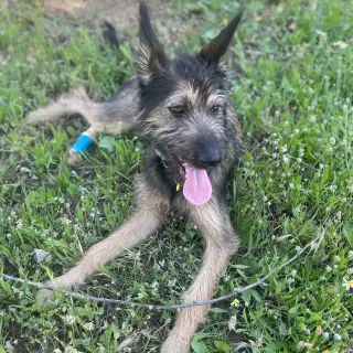 Mia