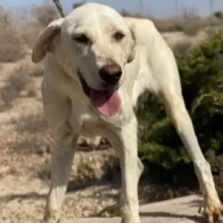 Dina