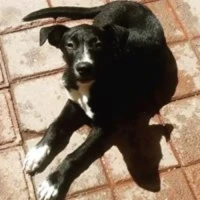 Adopta a Patitas