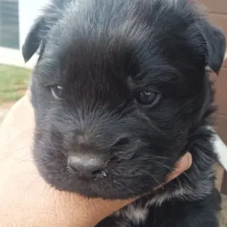 Blackie