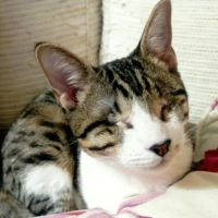 Adopta a Lucia (Ciega)