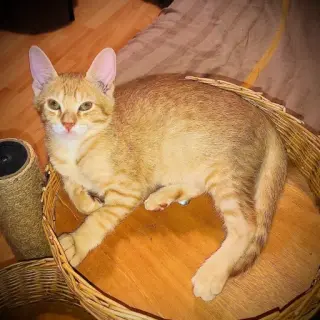 Julio