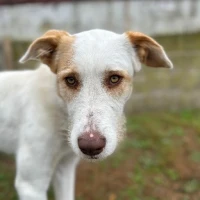 Adopta a Neu