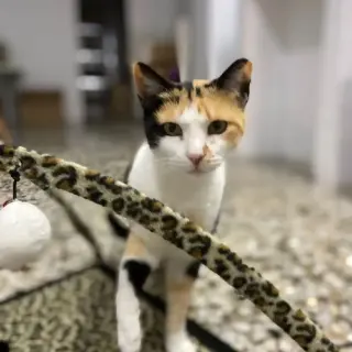 Triki