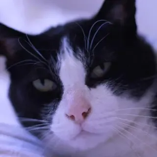 Sonny