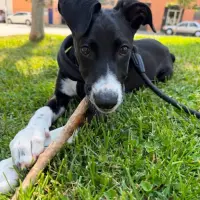 Adopta a Kyro