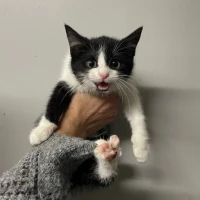 Adopta a Milín