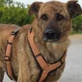 Adopta a Hampton