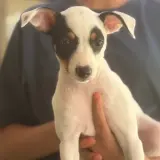 Adopta a Cassiopea