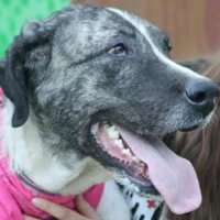 Adopta a Lucia