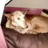 Adopta a Yayo