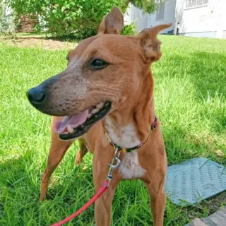 Tino
