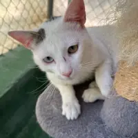Adopta a Merlin El Maravilloso