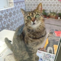 Adopta a Rosita