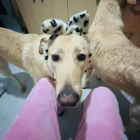 Adopta a Roma,Romeo Y Julieta
