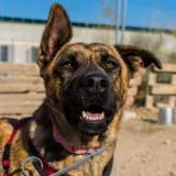 Adopta a Nela