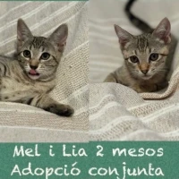 Adopta a Mel