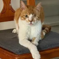 Adopta a Cheto