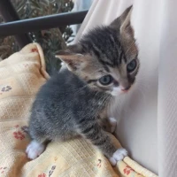 Adopta a Garfield