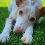 Adopta a Hans