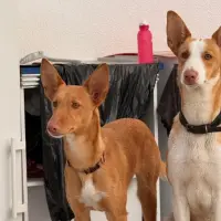 Adopta a Chupete Y Madalena
