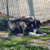Adopta a Luca