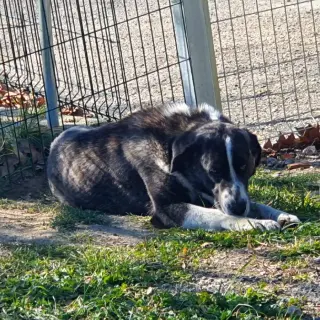 Luca