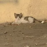 Adopta a Cachorrito