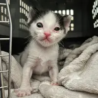 Adopta a Mocasín