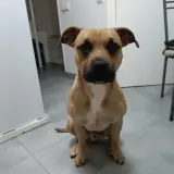 Adopta a Ares
