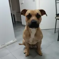 Adopta a Ares