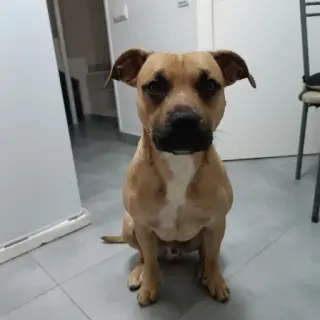 Ares