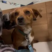 Adopta a Canelo