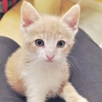 Adopta a Leo