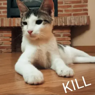 Kill