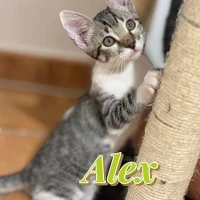 Adopta a Alex