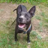 Adopta a Kiara