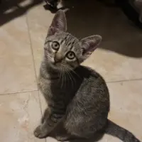 Adopta a Croqueta