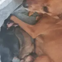 Adopta a Nala