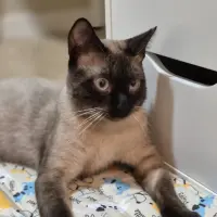 Adopta a Mocca