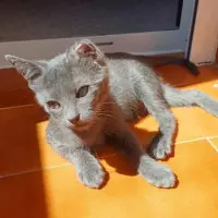 Adopta a Pipa