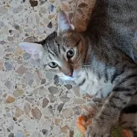 Adopta a Fuku