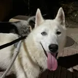 Adopta a Oreo, Aslan, Nalo