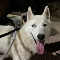 Adopta a Oreo, Aslan, Nalo
