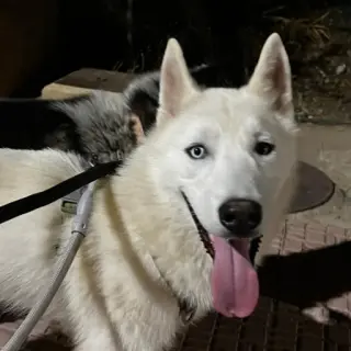 Oreo, Aslan, Nalo