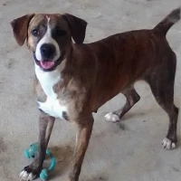 Adopta a Teva