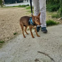 Adopta a Jimbo, Perrito Ciego, Tlf 645978718