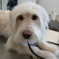 Adopta a Alhambra