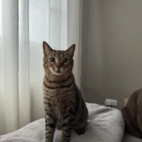 Adopta a Gato